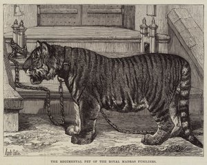 The Regimental Pet of the Royal Madras Fusiliers